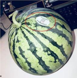 宁强的网红瓜怎么吃,教你轻松解锁美味新吃法